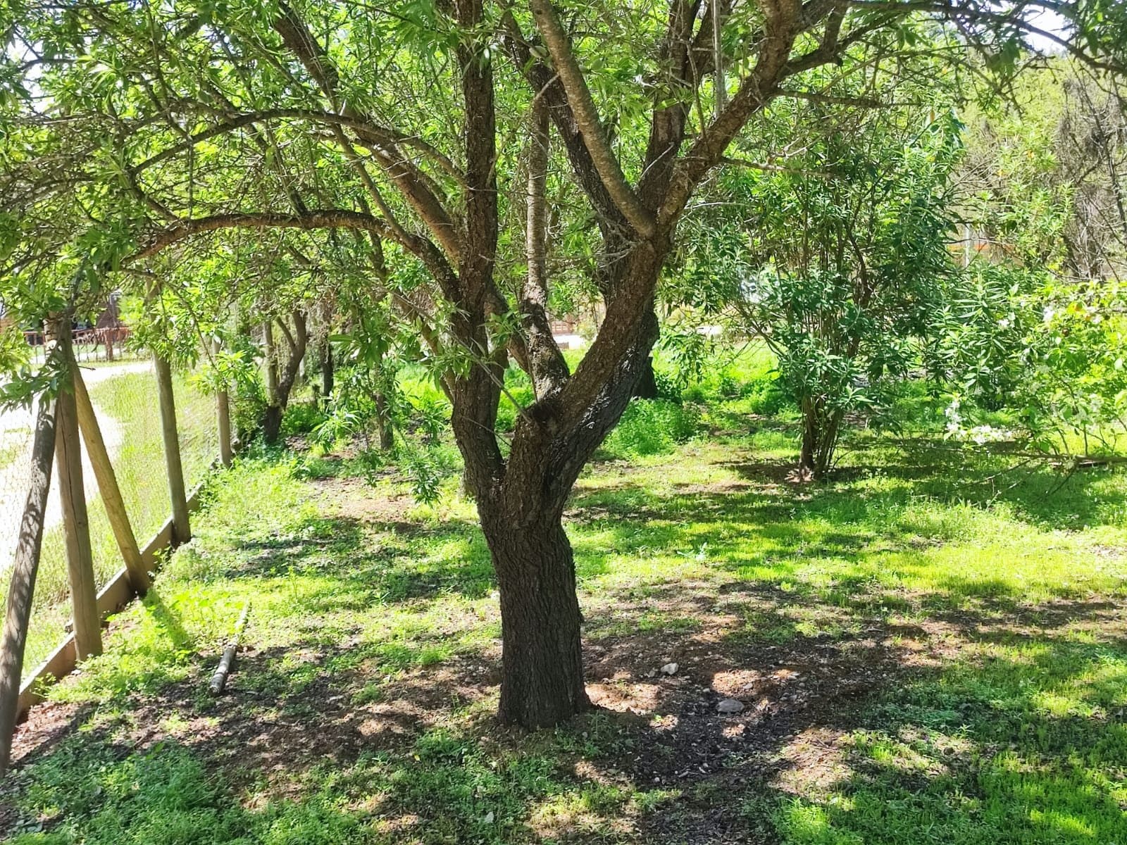 Casa en venta en Marchigue — foto 5