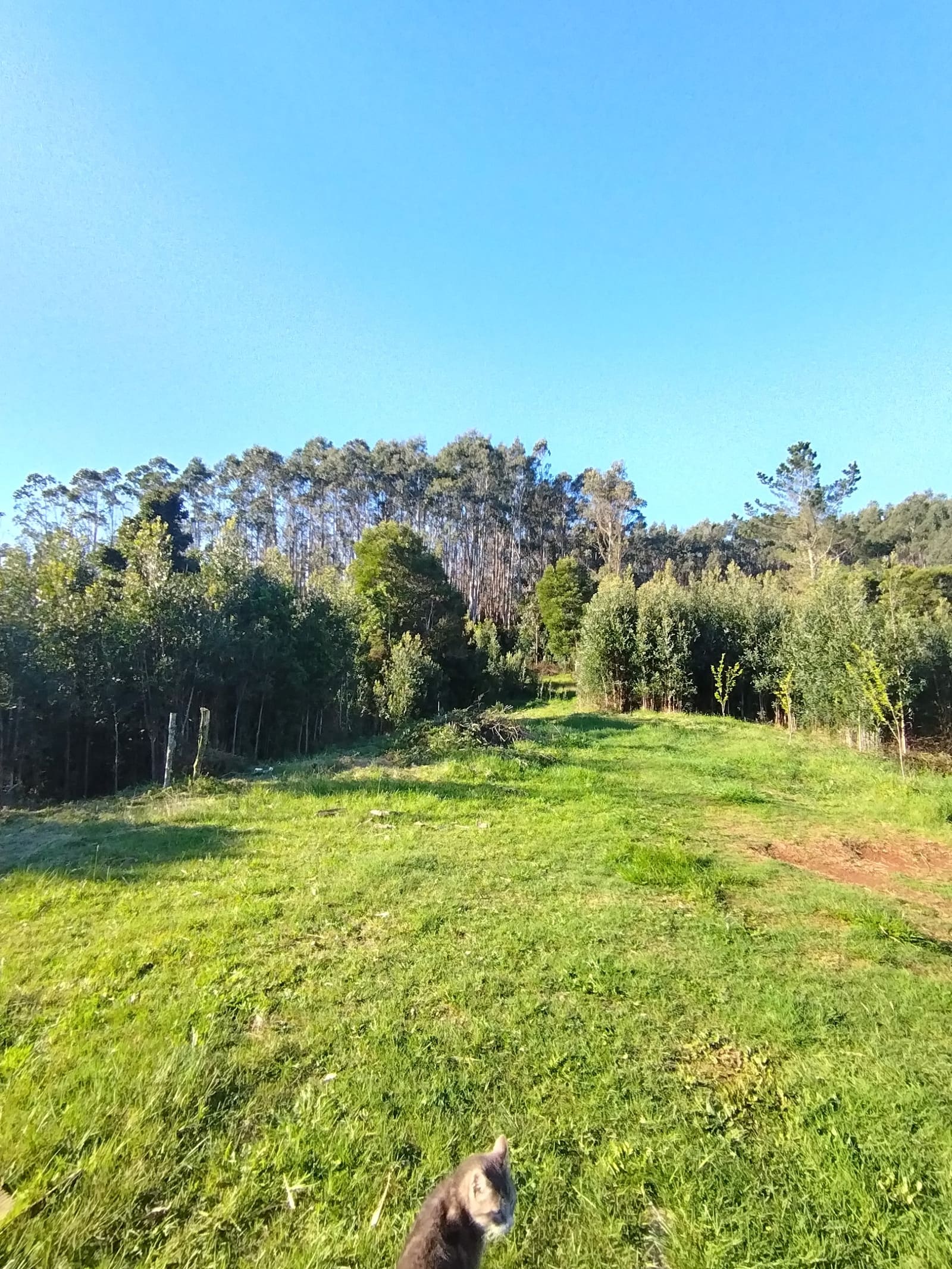 Casa en venta en Valdivia — foto 9