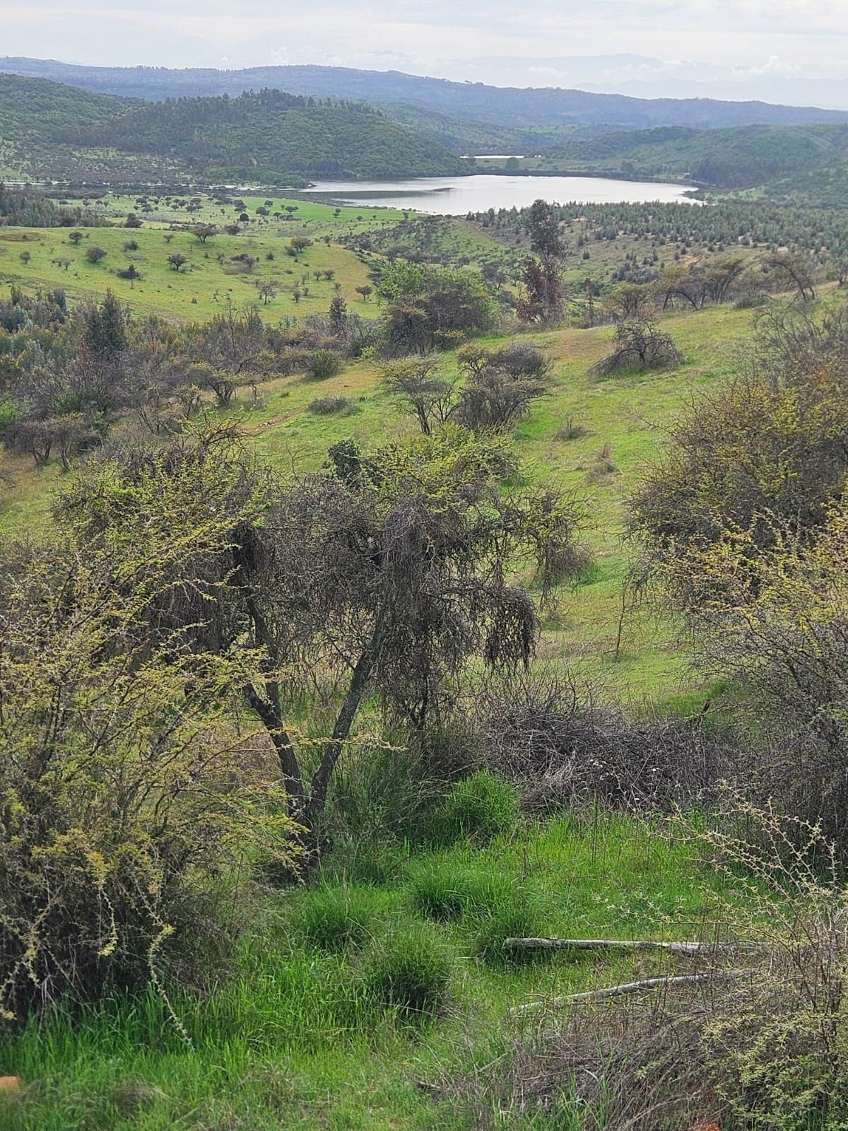 Parcela en venta en Marchihue — foto 1