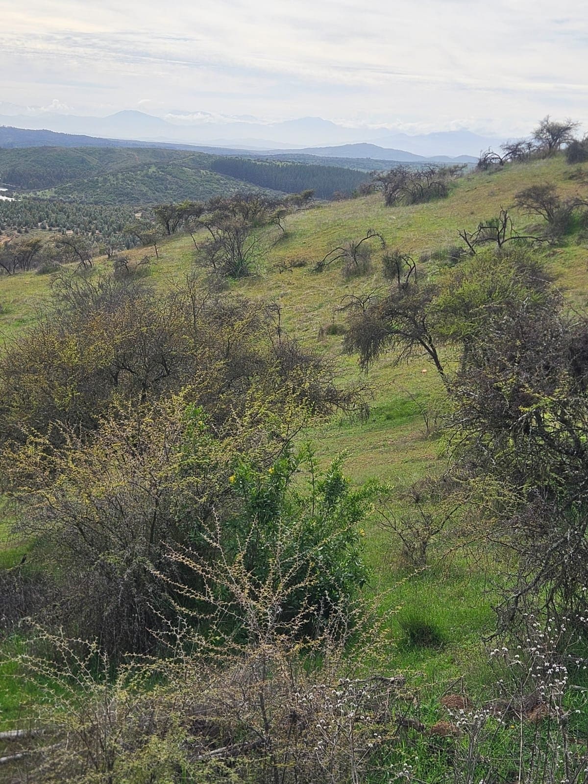 Parcela en venta en Marchihue — foto 2