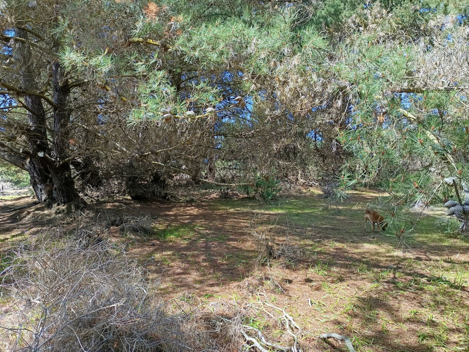 Terreno en venta en Laguna Verde — foto 5