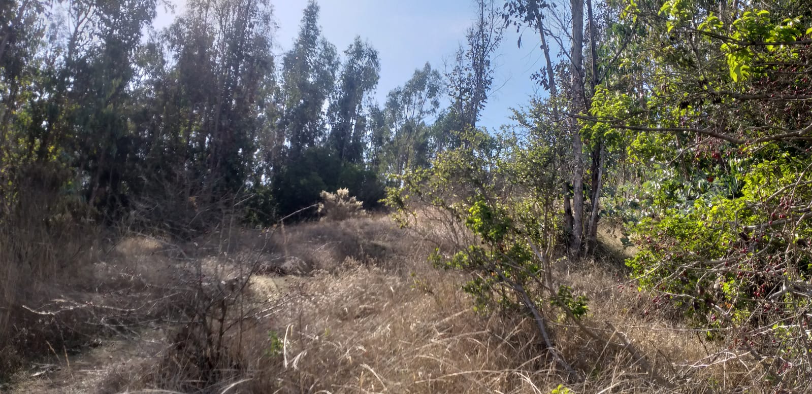 Terreno en venta en San Antonio — foto 2