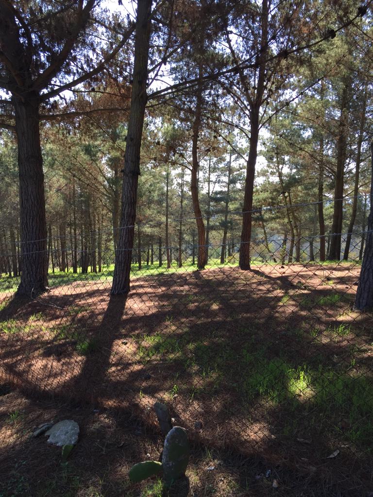 Terreno en venta en San Antonio — foto 9
