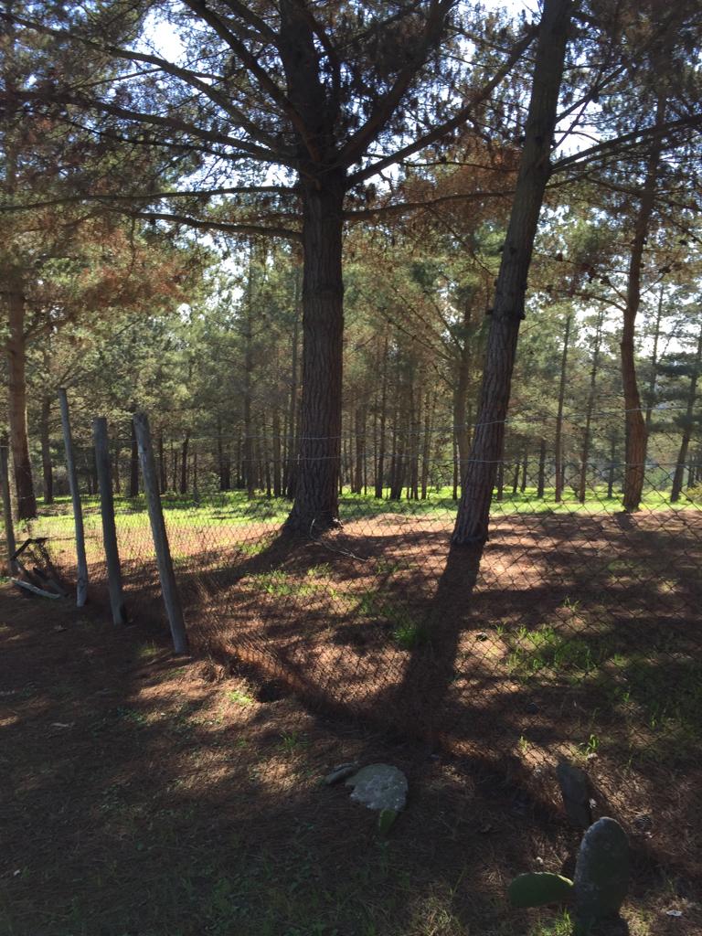Terreno en venta en San Antonio — foto 10