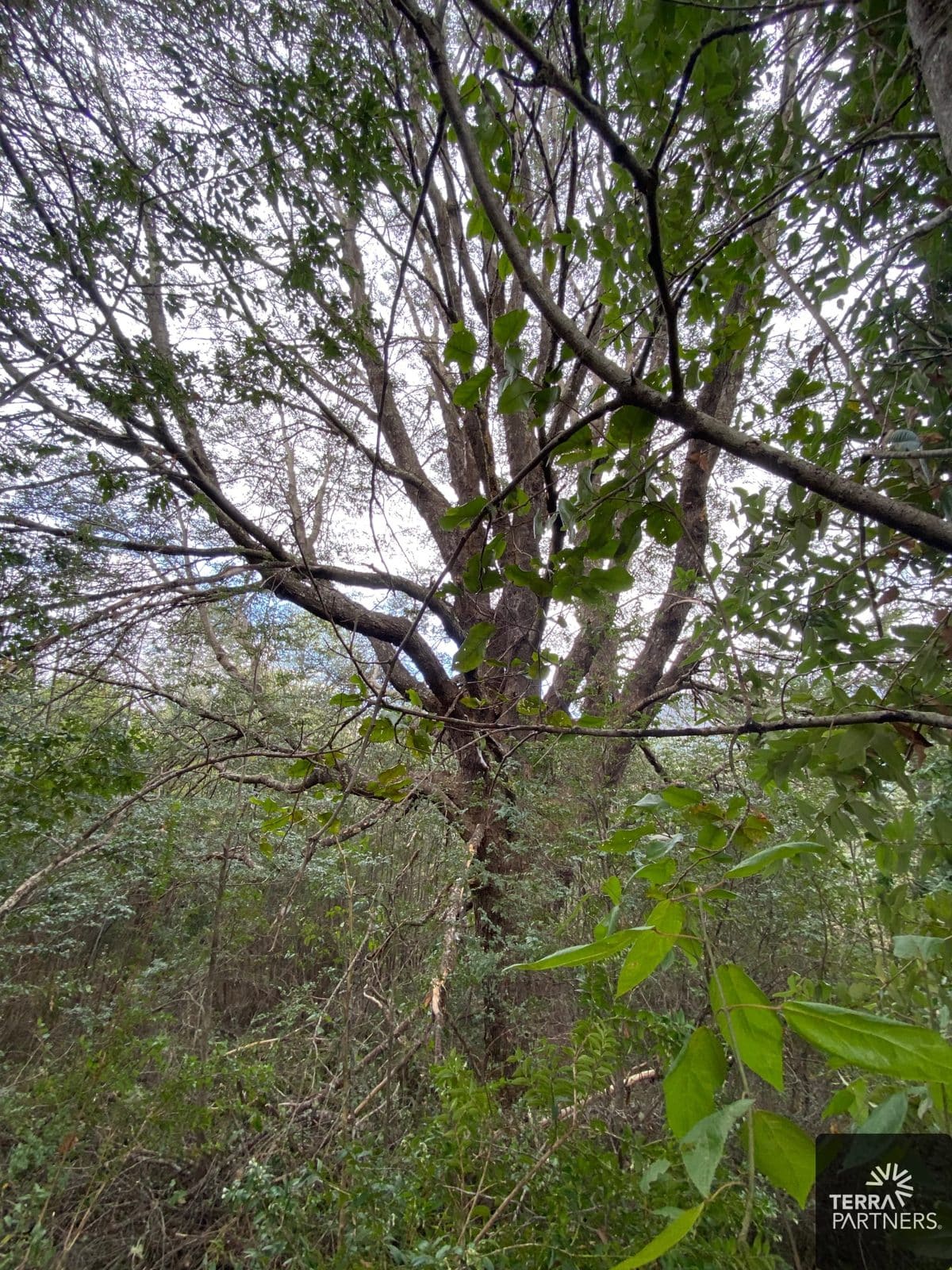Parcela en venta en Pucón — foto 5