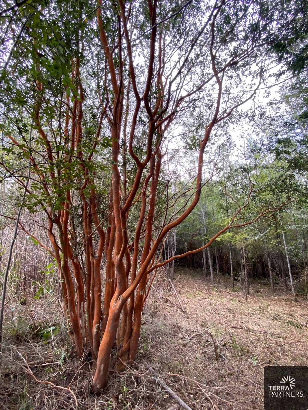 Parcela en venta en Pucón — foto 6