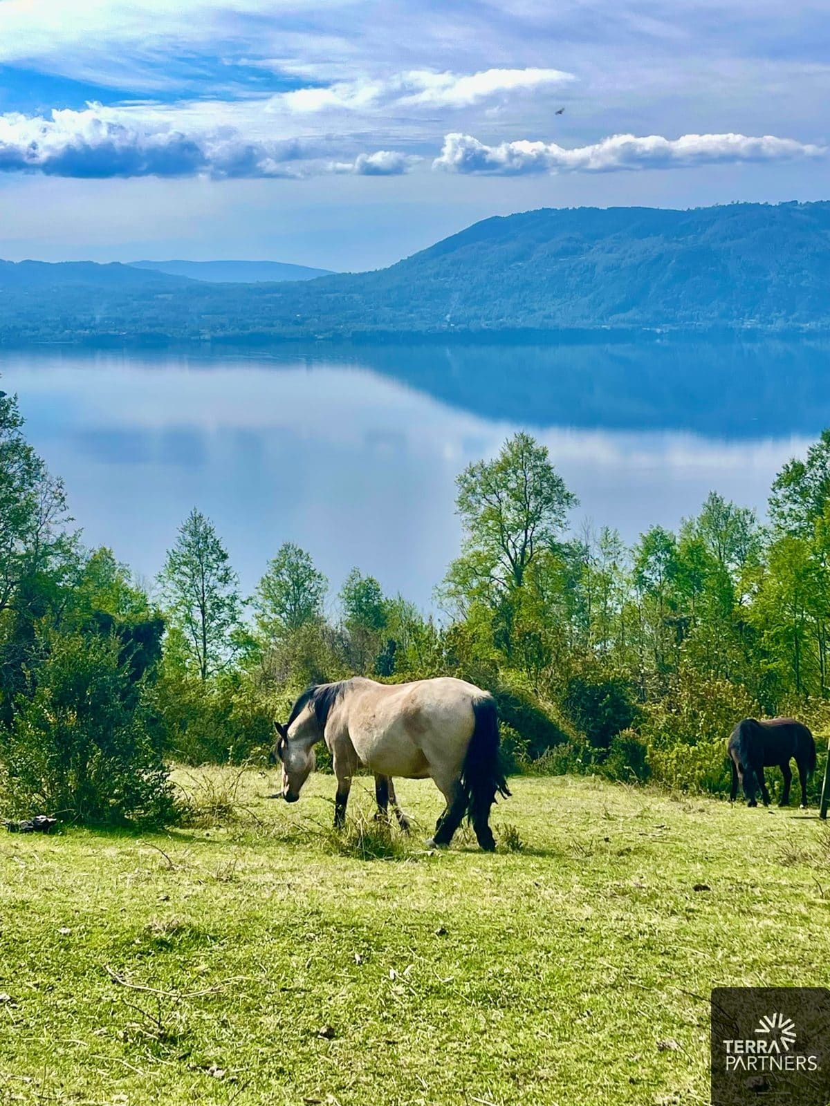 Parcela en venta en Panguipulli — foto 6