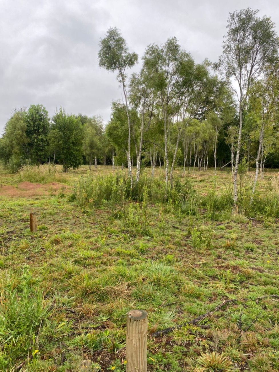 Parcela en venta en Villarrica — foto 8