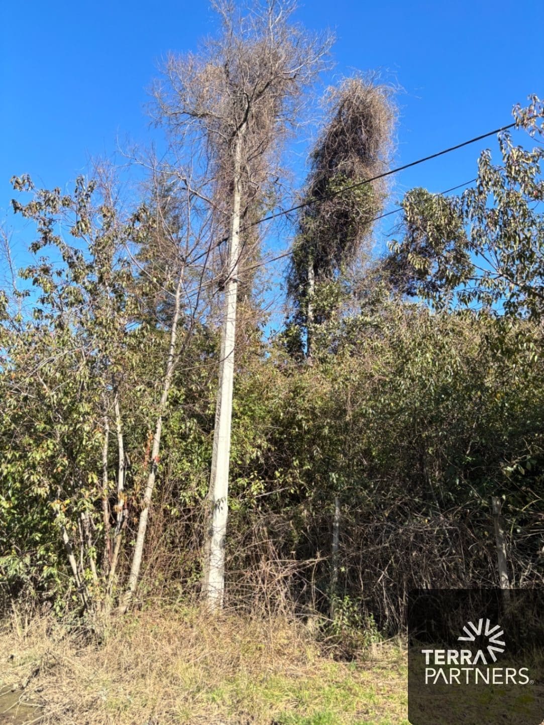 Parcela en venta en Pucón — foto 4