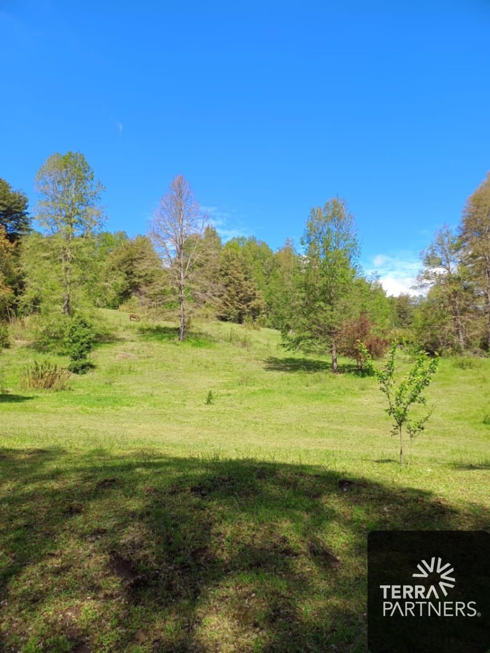 Parcela en venta en Curarrehue — foto 6