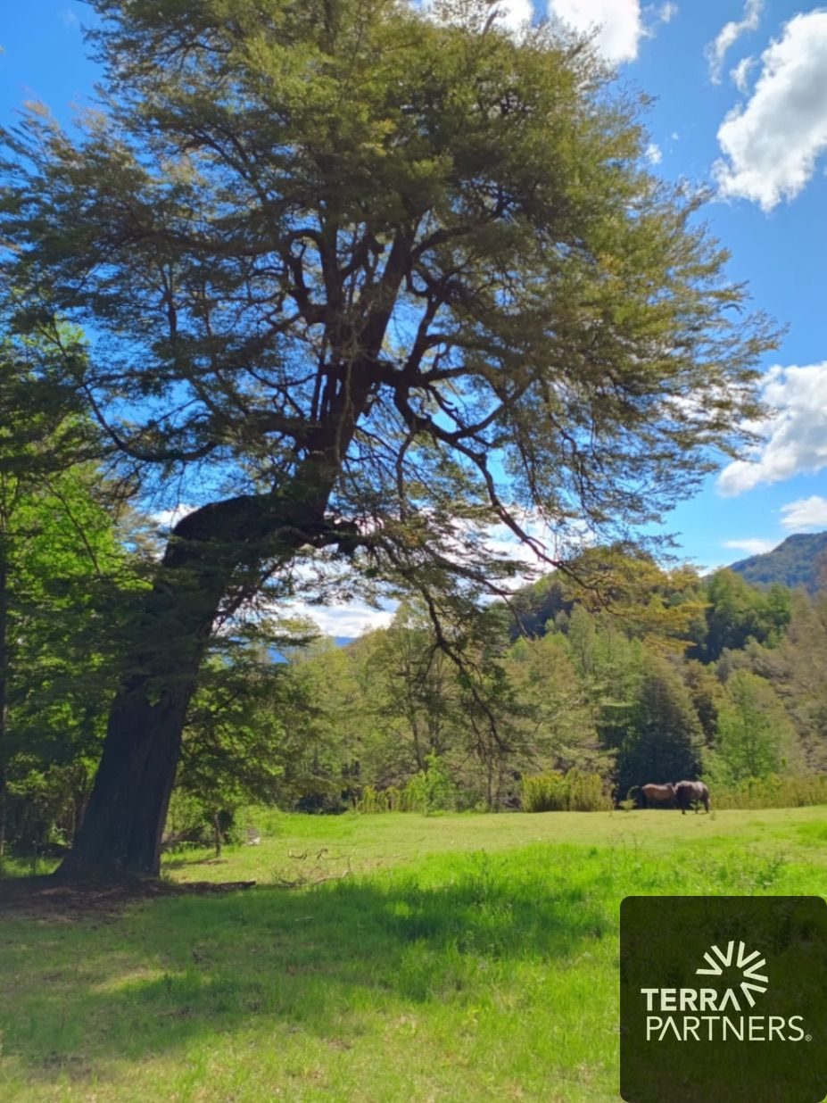 Parcela en venta en Curarrehue — foto 7