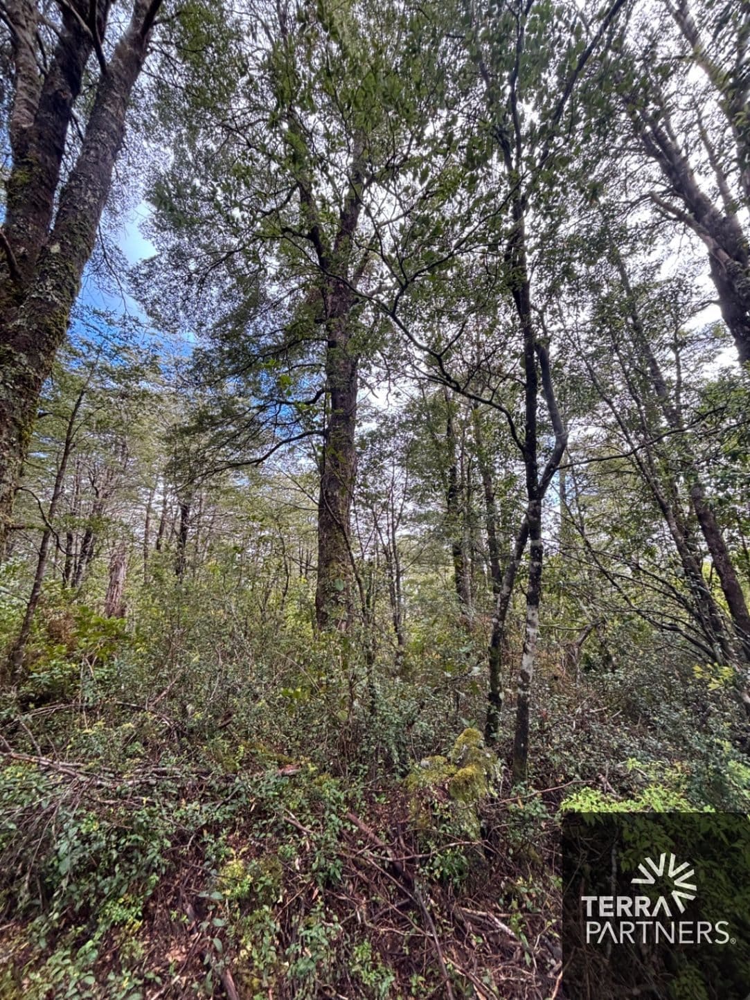 Parcela en venta en Pucón — foto 3