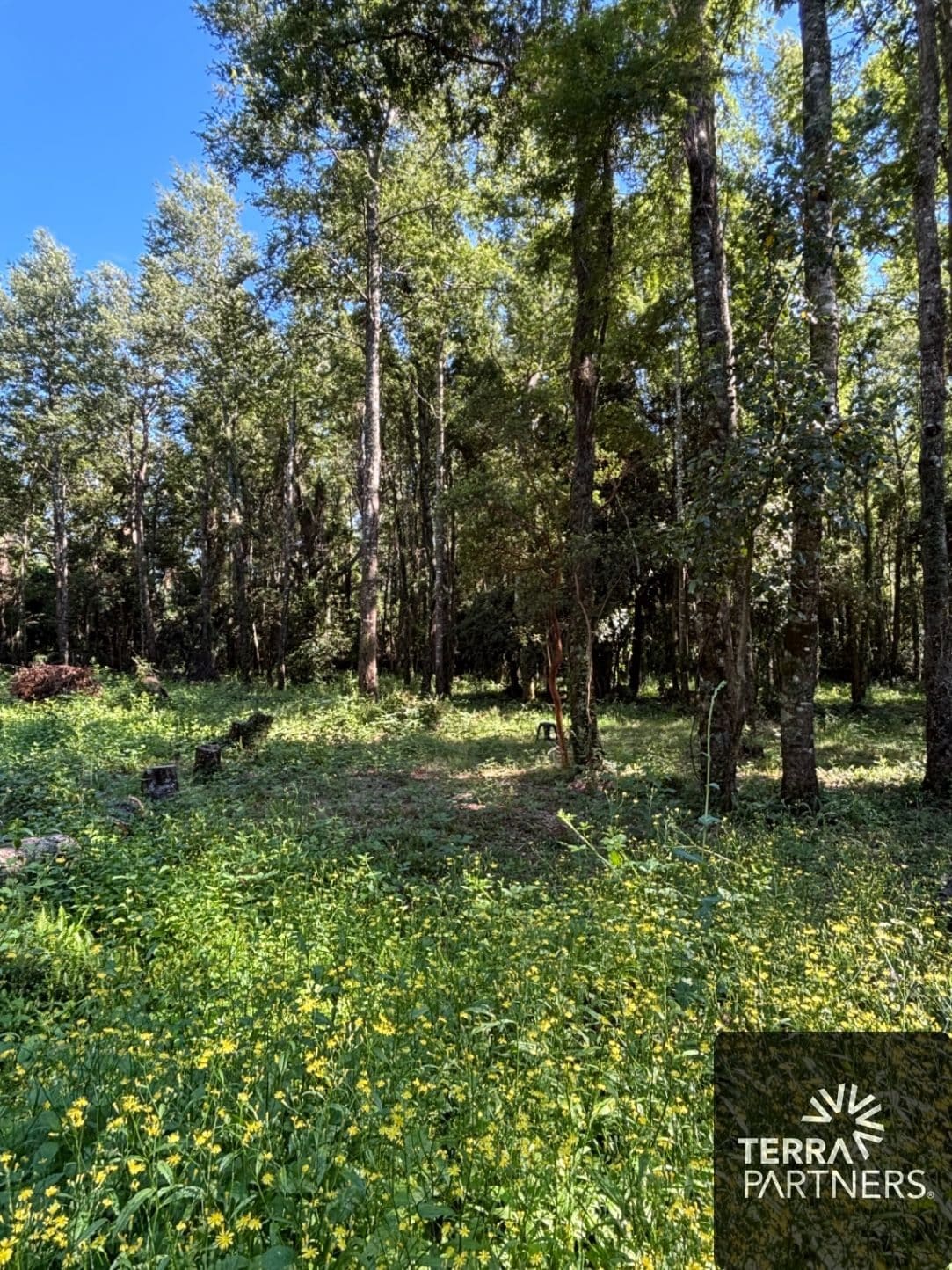 Parcela en venta en Pucón — foto 4