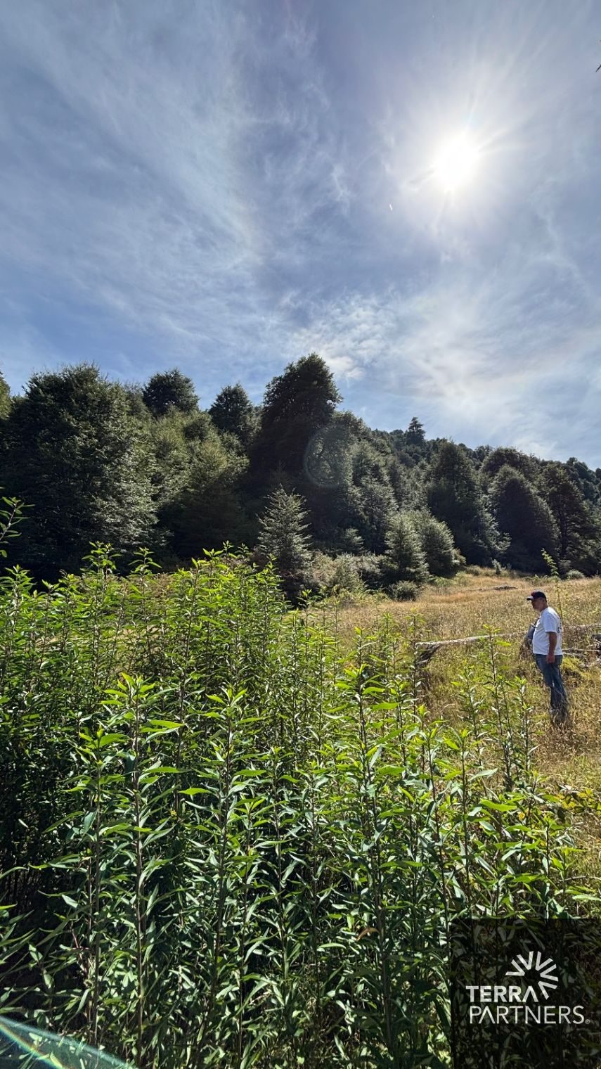 Campo en venta en Pucón — foto 3