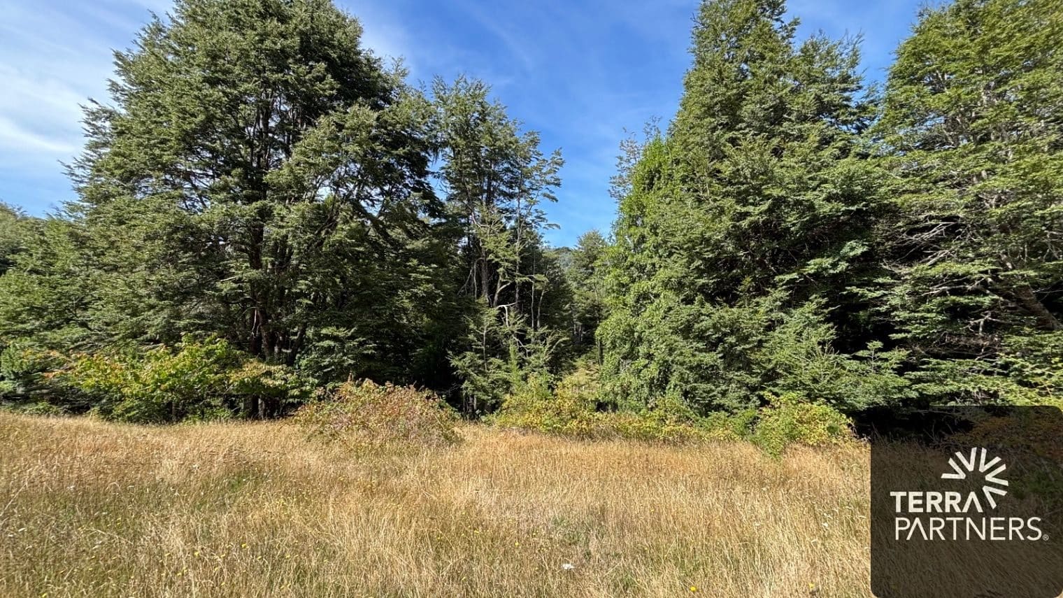 Campo en venta en Pucón — foto 6