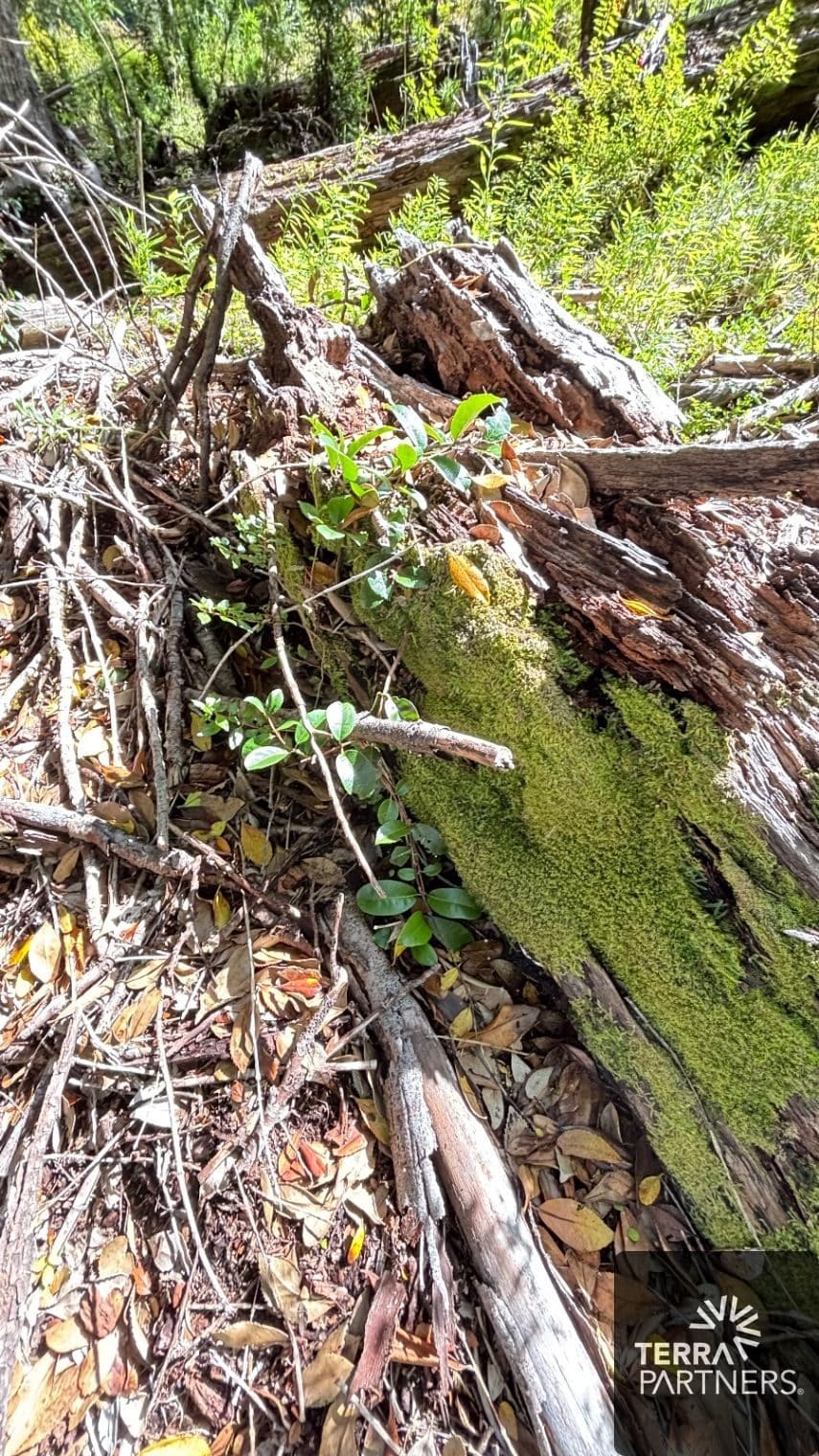 Campo en venta en Pucón — foto 8