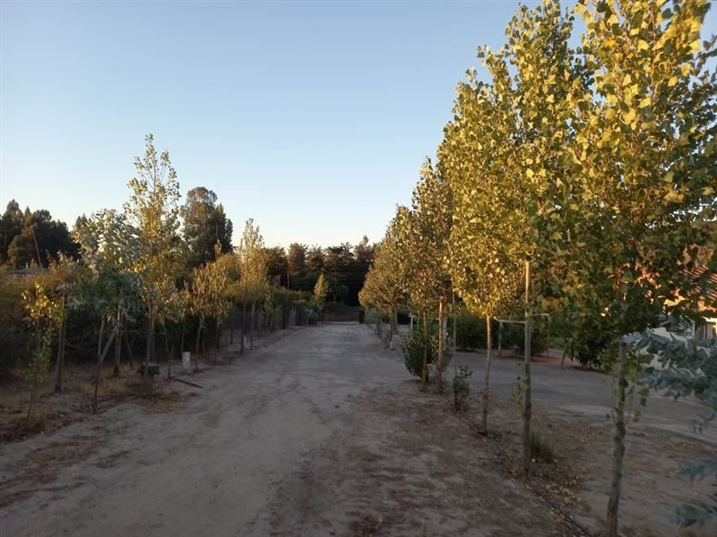 Casa en venta en Las Cabras — foto 7