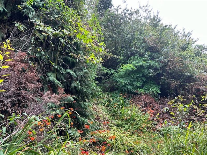 Terreno en venta en Frutillar — foto 4