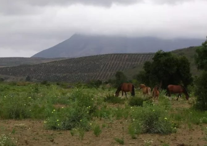 Parcela en venta en Los Vilos — foto 4