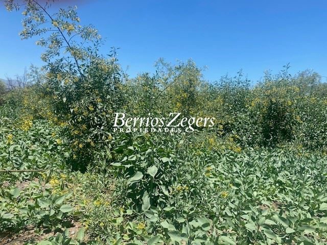 Terreno en venta en San Bernardo — foto 4