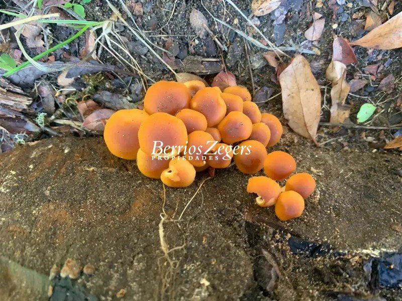 Parcela en venta en Castro — foto 10