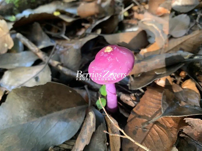 Parcela en venta en Queilén — foto 4