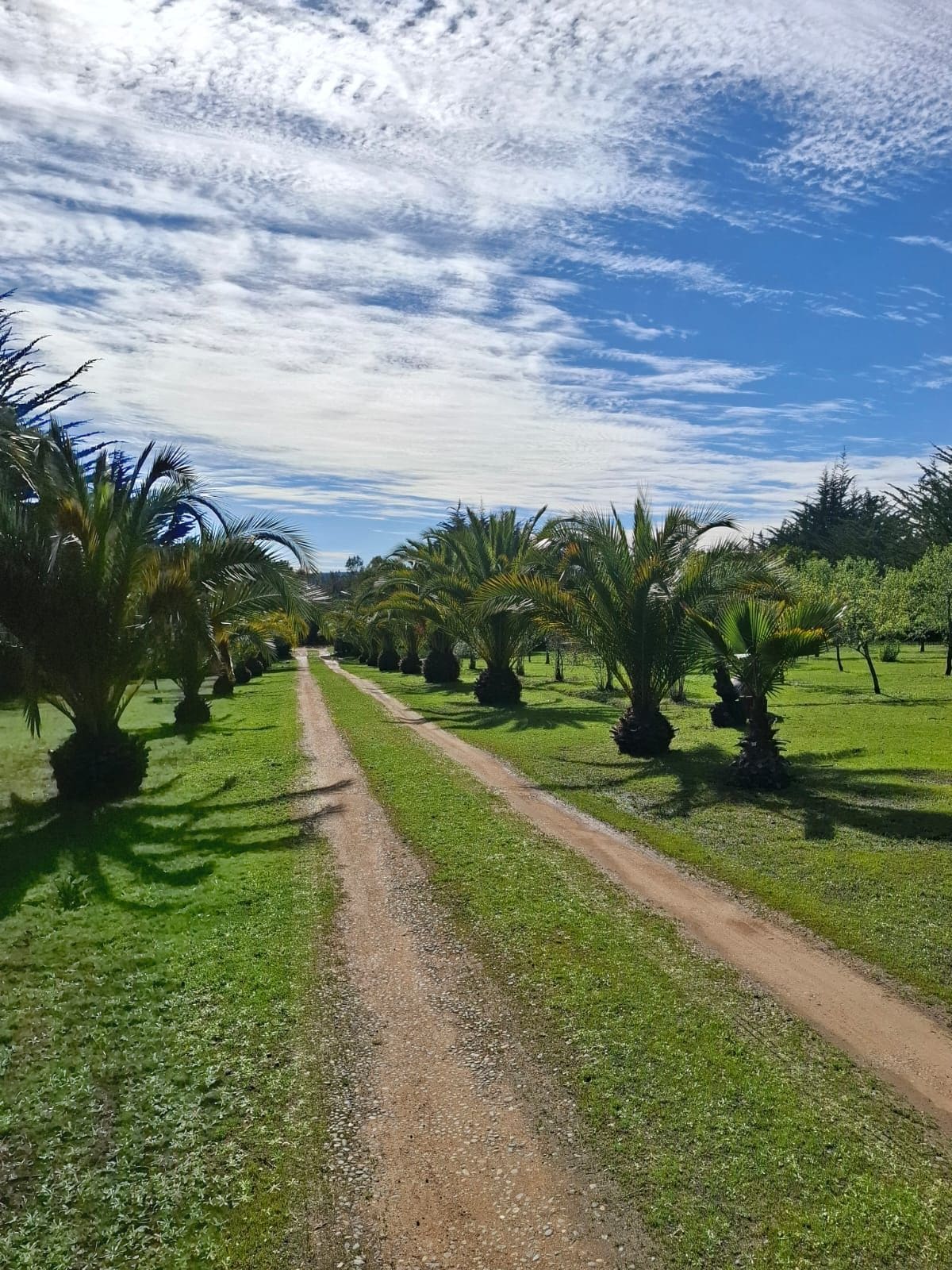 Parcela en venta en Algarrobo — foto 2