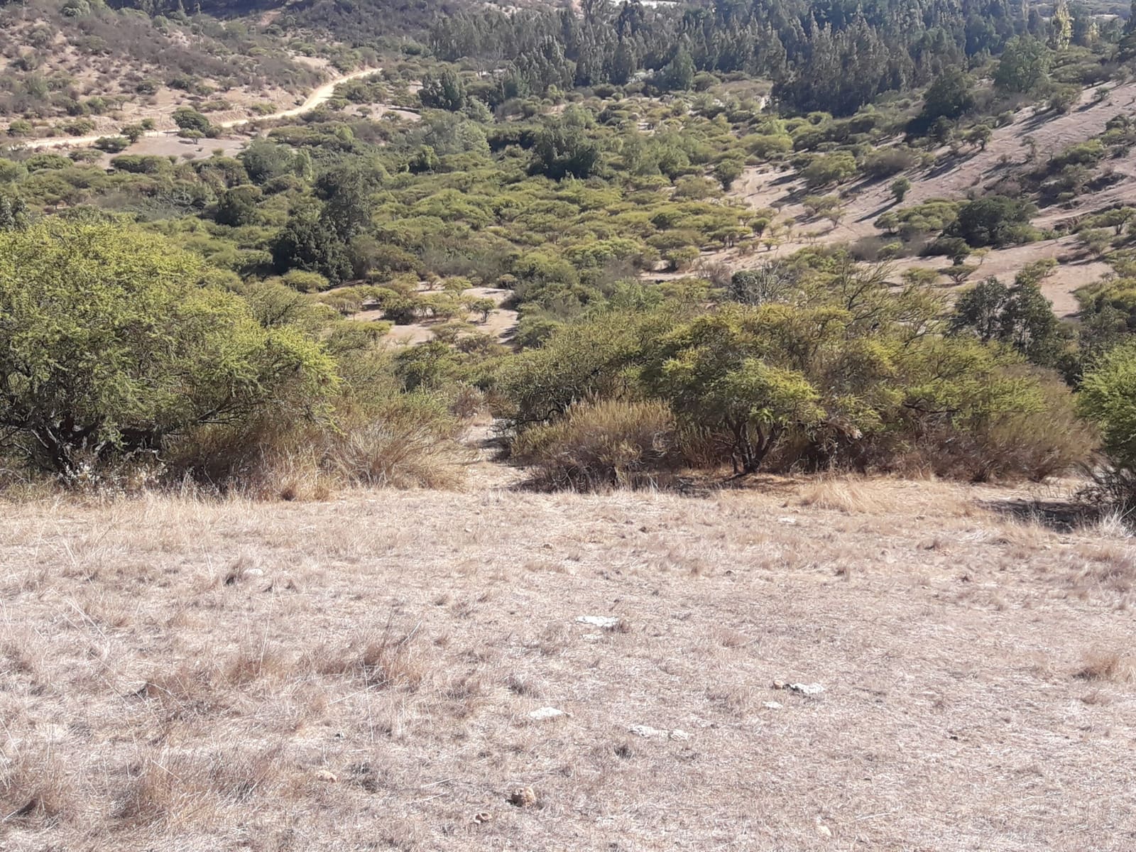 Parcela en venta en San Pedro — foto 3