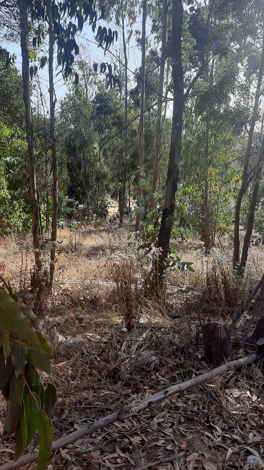 Terreno en venta en Puchuncaví — foto 2