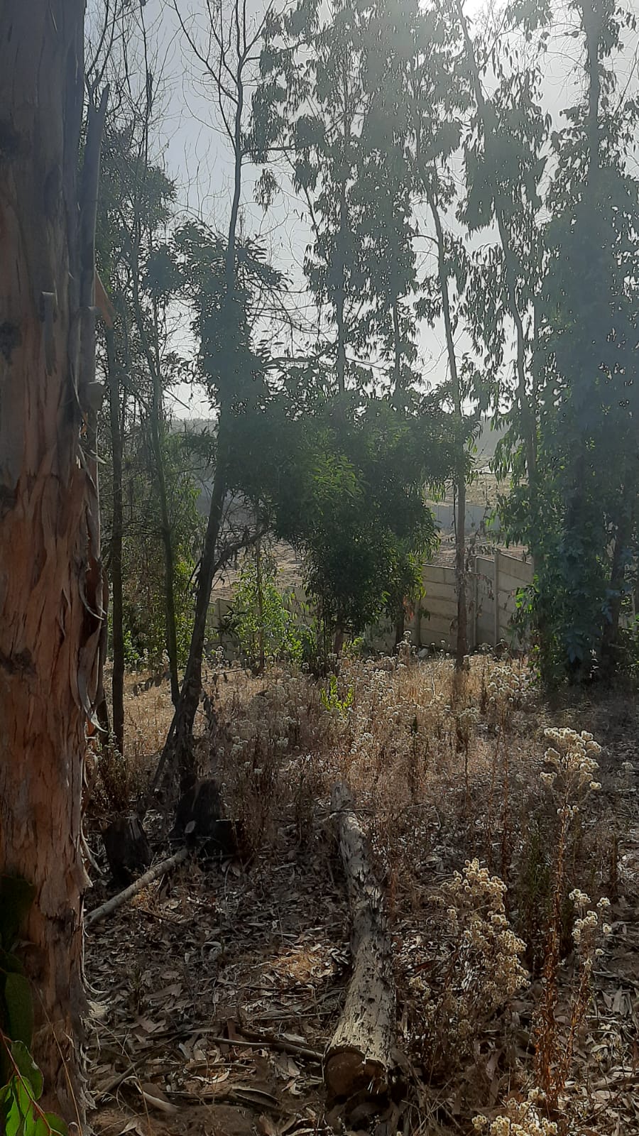 Terreno en venta en Puchuncaví — foto 3