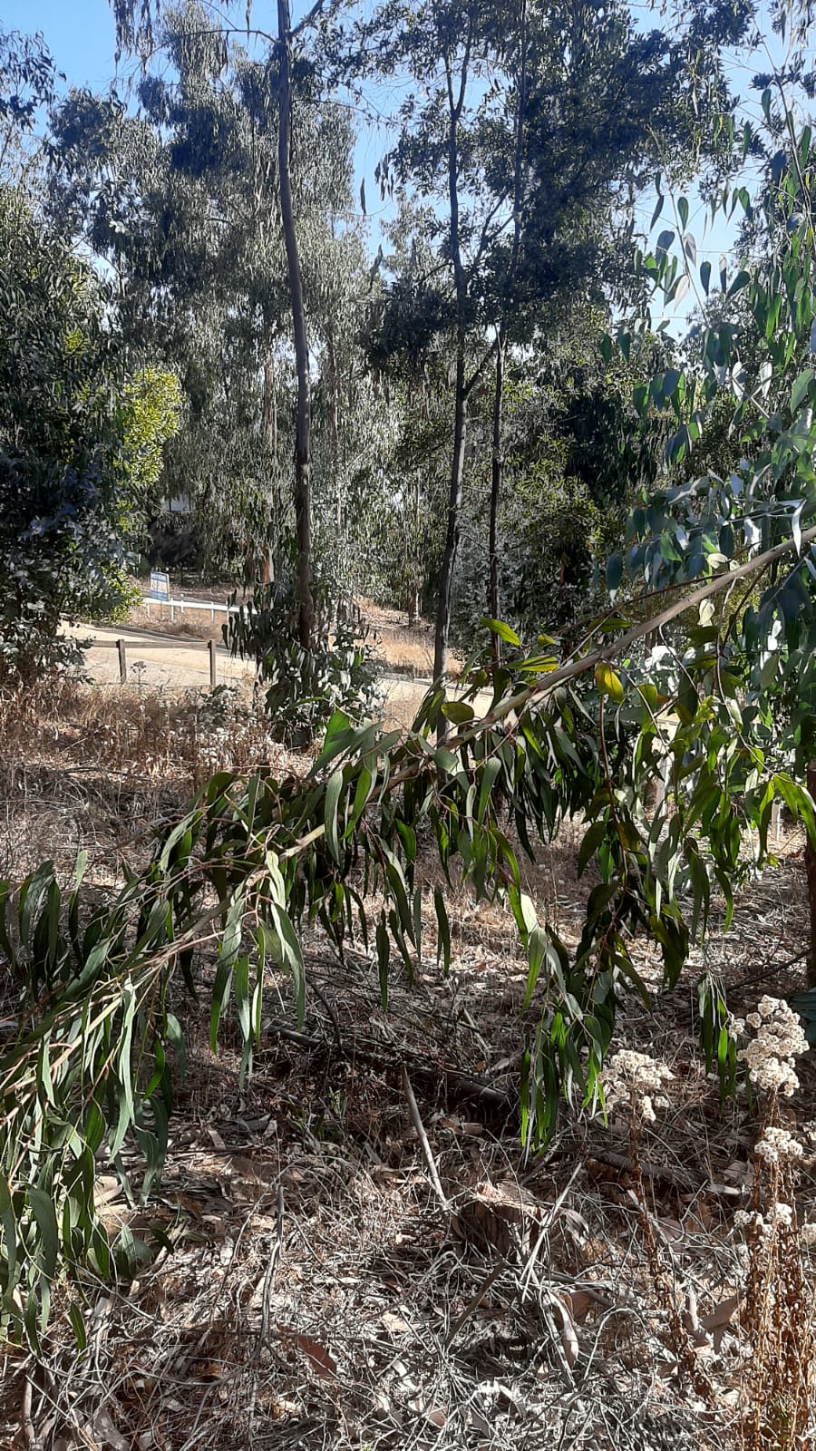 Terreno en venta en Puchuncaví — foto 4