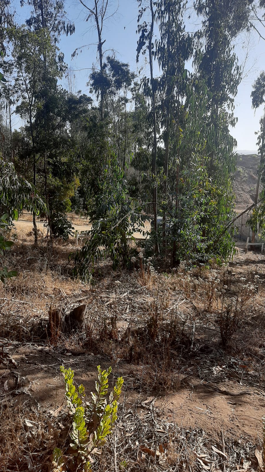 Terreno en venta en Puchuncaví — foto 5