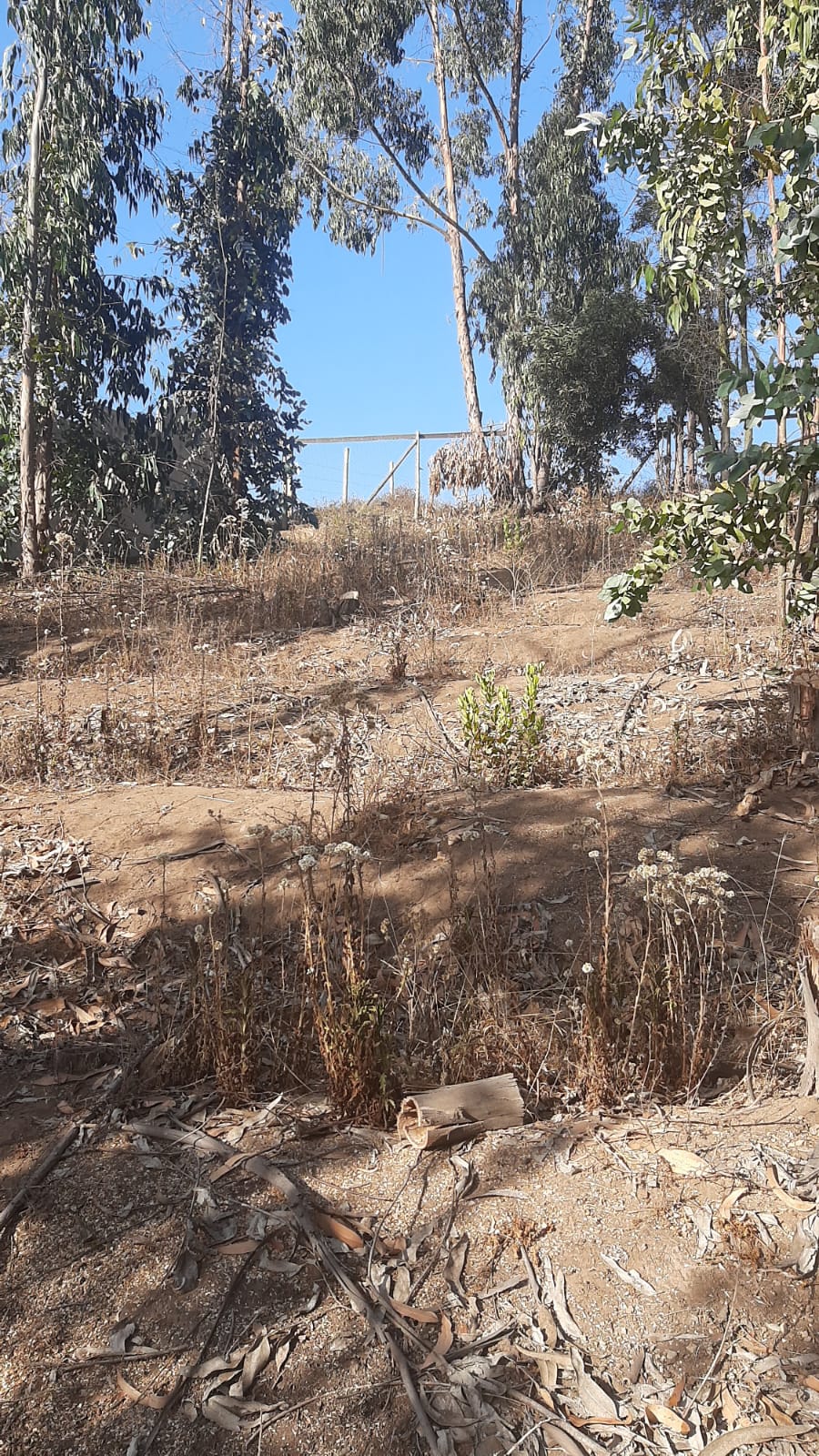 Terreno en venta en Puchuncaví — foto 7