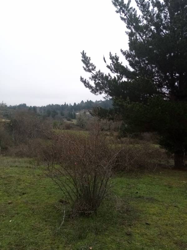 Campo en venta en Santa Juana — foto 2