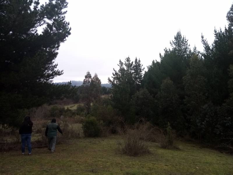 Campo en venta en Santa Juana — foto 4