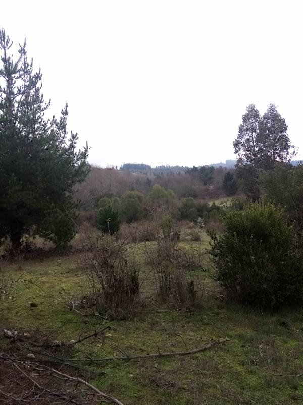 Campo en venta en Santa Juana — foto 5