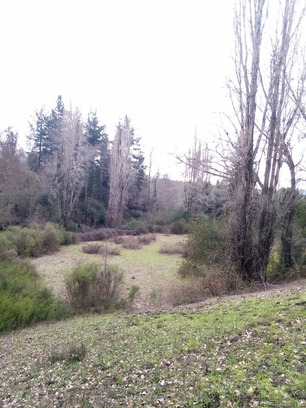 Campo en venta en Santa Juana — foto 6