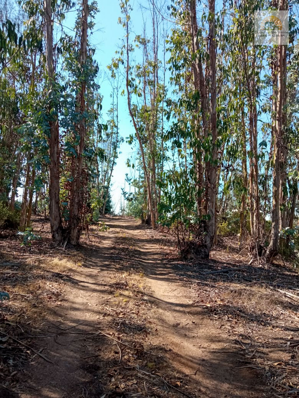 Parcela en venta en El Tabo — foto 5