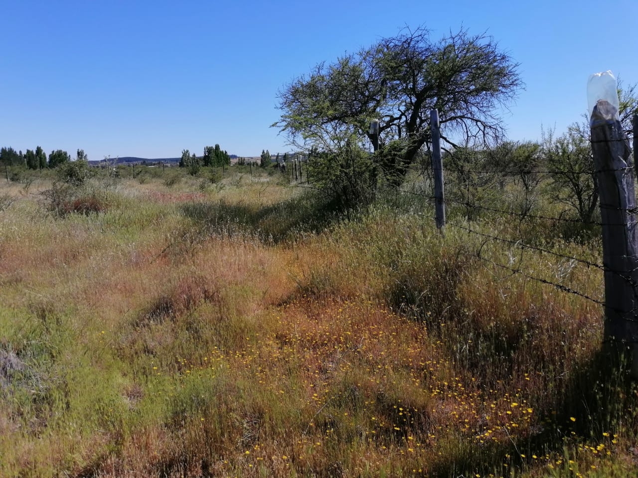 Parcela en venta en Cauquenes — foto 4