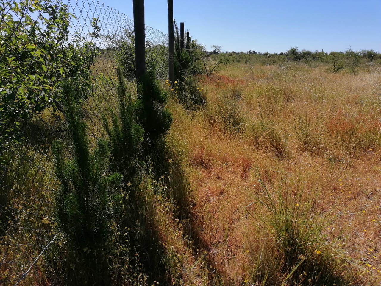 Parcela en venta en Cauquenes — foto 6