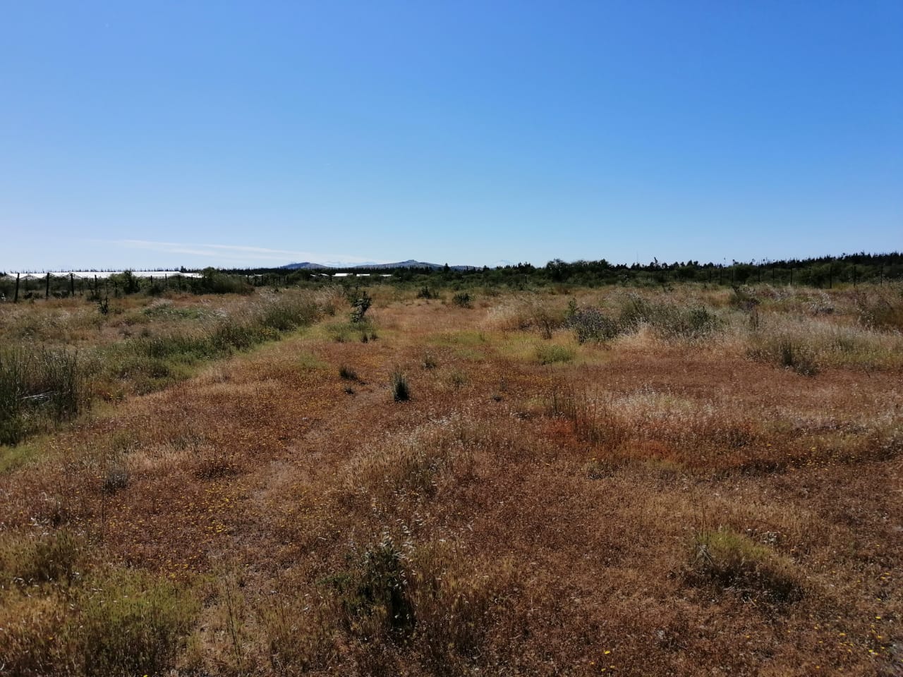 Parcela en venta en Cauquenes — foto 7