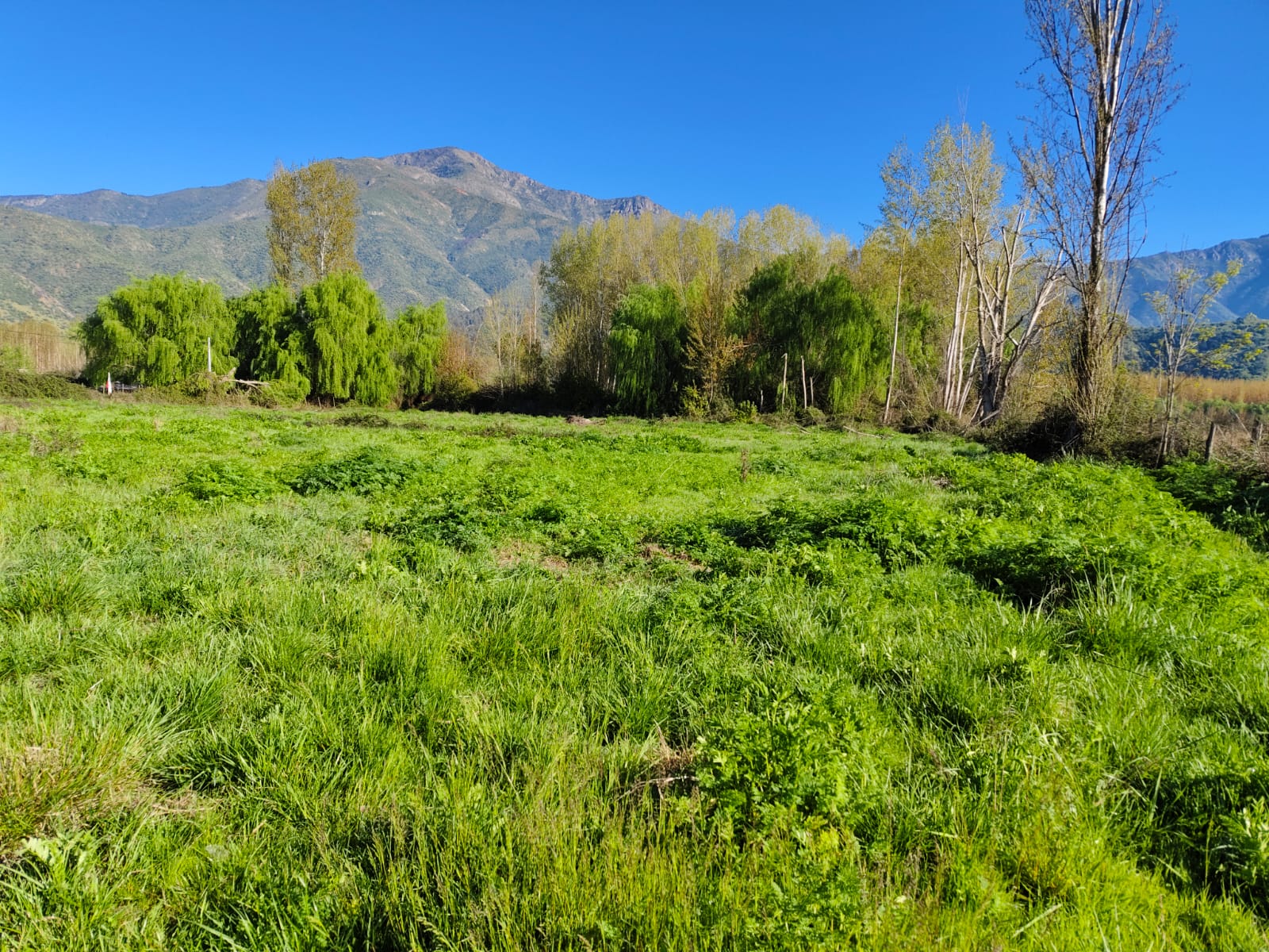 Terreno en venta en Coltauco — foto 7