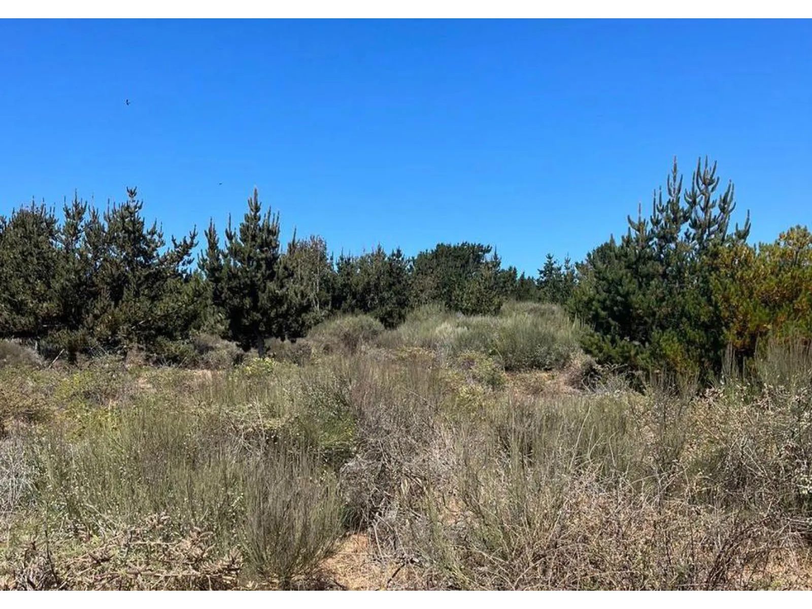 Parcela en venta en Pelluhue — foto 2