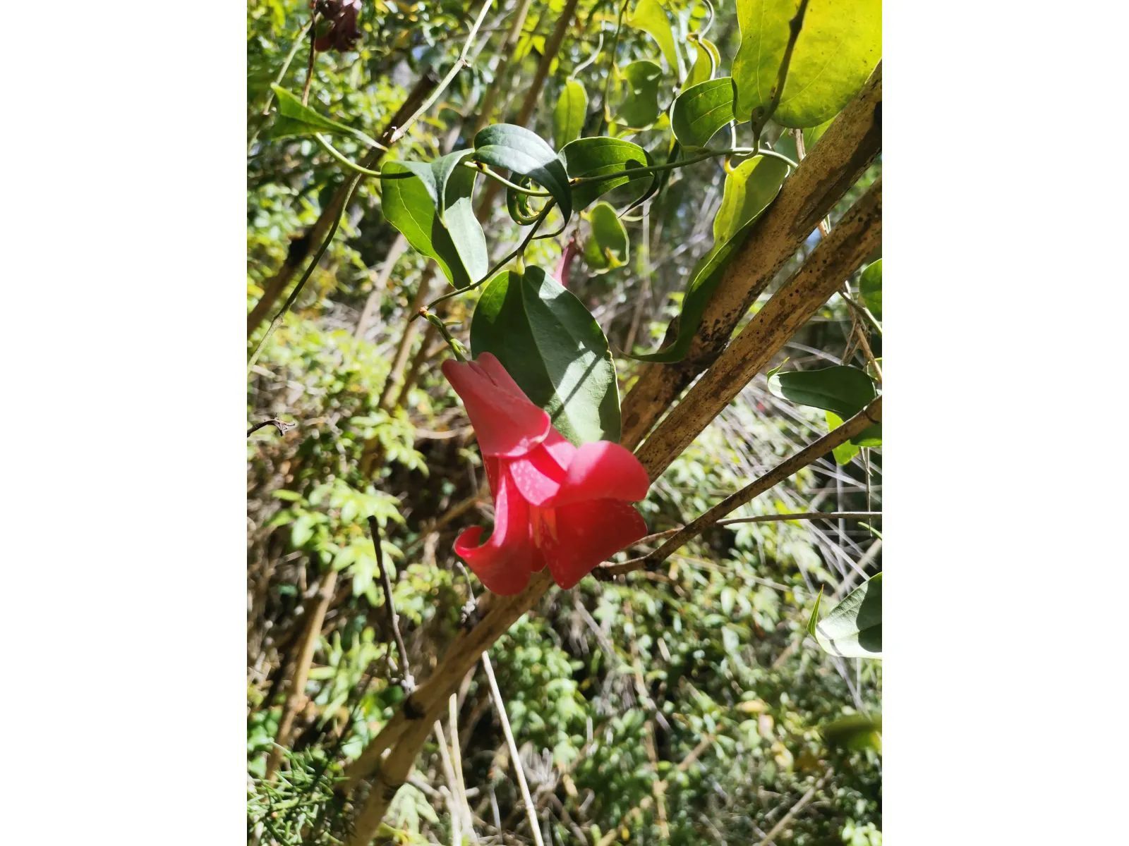 Parcela en venta en Pucón — foto 2