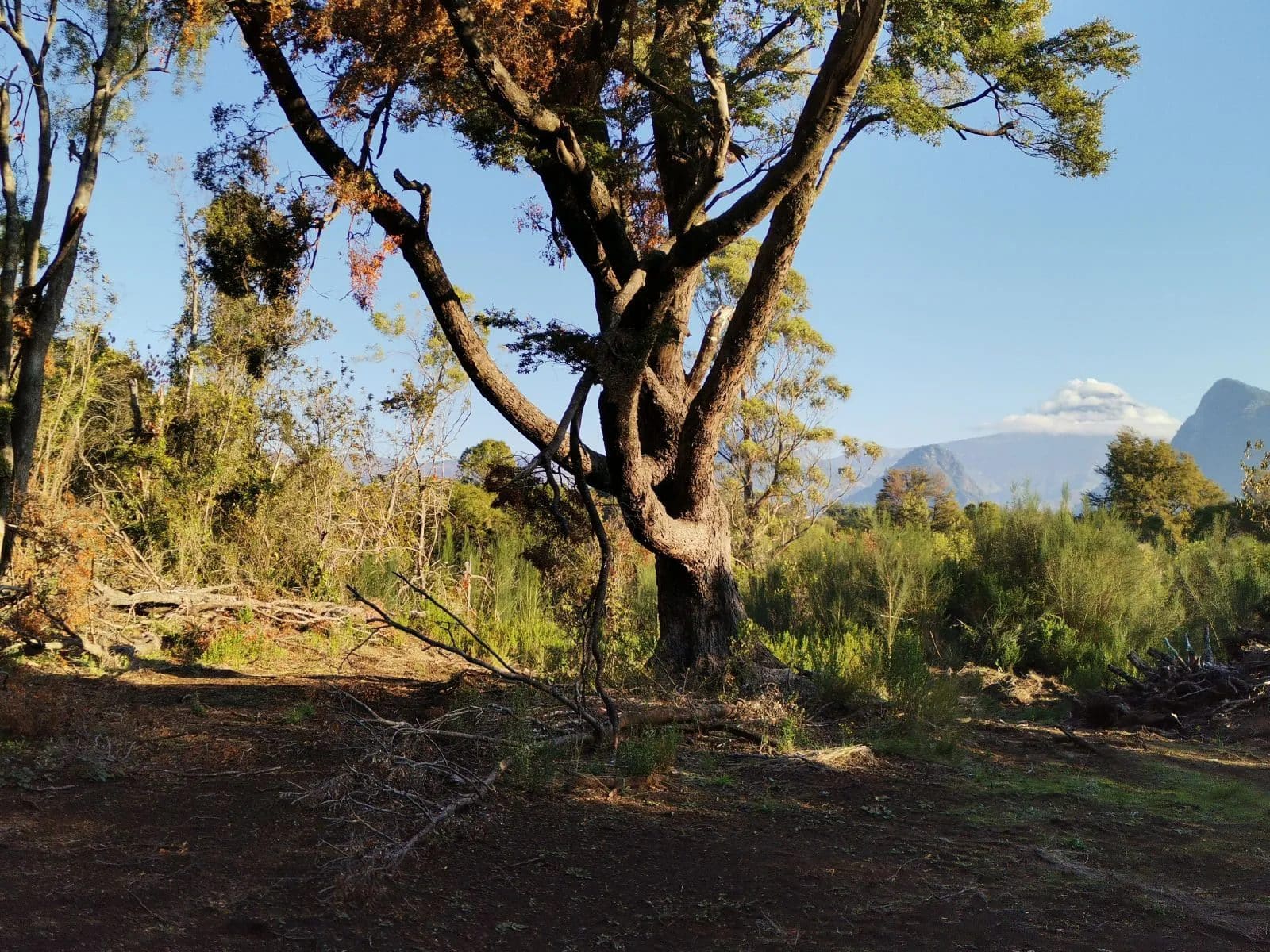 Parcela en venta en Pucón — foto 4