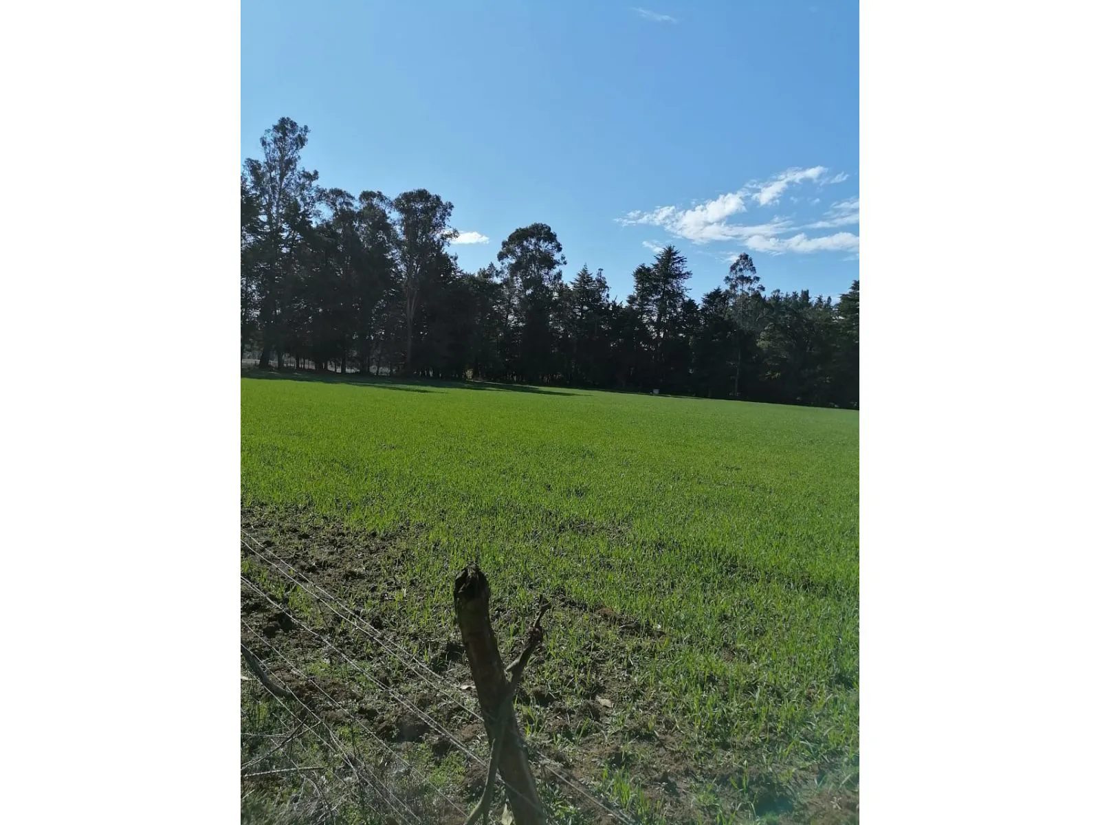 Parcela en venta en Los Ángeles — foto 2