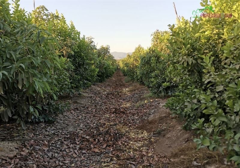 Parcela en venta en Isla de Maipo — foto 2