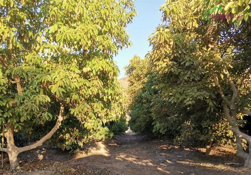 Parcela en venta en Isla de Maipo — foto 7