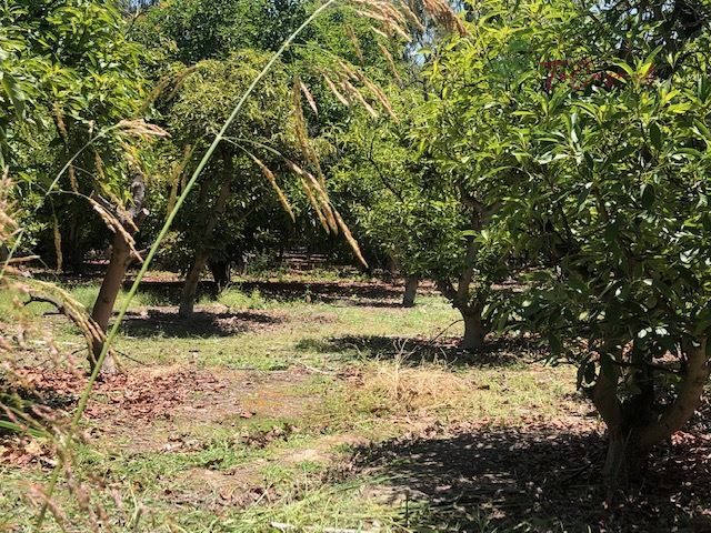Parcela en venta en Talagante — foto 1