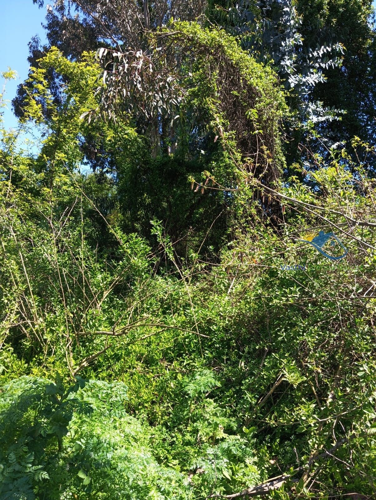 Terreno en venta en Chiguayante — foto 8